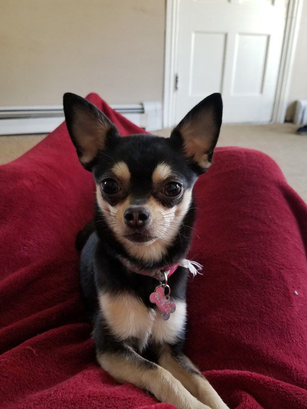 Pet Star 67.jpg